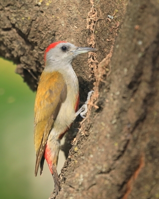 Dzięcioł szarogłowy - Mesopicos spodocephalus - Grey Woodpecker