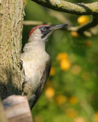 Dzięcioł zielony - Picus viridis - Green Woodpecker