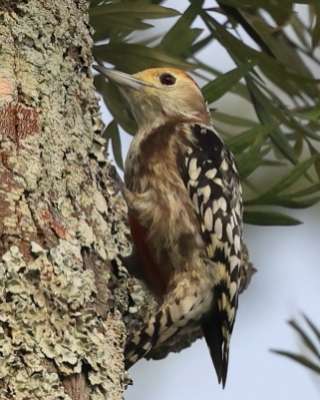 Dzięcioł żółtoczelny - Leiopicus mahrattensis -Yellow-crowned Woodpecker 