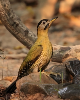 Dzięcioł żółtoszyi - Laced Woodpecker - Picus vittatus