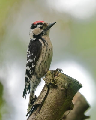 Dzięciołek - Dryobates minor - Lesser Spotted Woodpecker