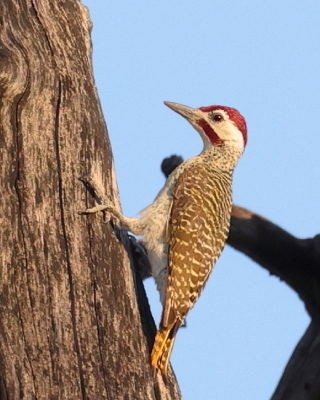 Dzięciolik akacjowy - Campethera bennettii - Bennett's Woodpecker