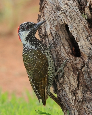 Dzięciolik złotosterny - Geocolaptes abingoni - Golden-tailed Woodpecker