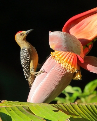 Miodowody, Dzięciołowate, Tukanowate - Honeyguides, Woodpeckers, Toucans and Barbets