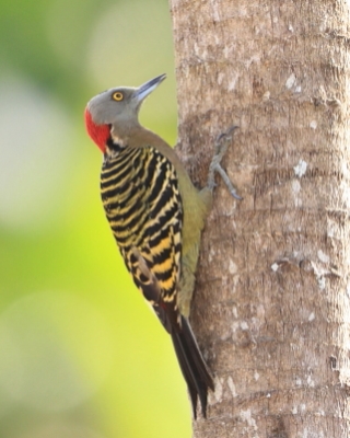 Dzięciur płowy - Melanerpes striatus - Hispaniolan Woodpecker