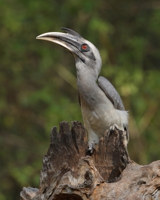 Dzioborożec indyjski - Ocyceros birostris - Indian Grey-Hornbill