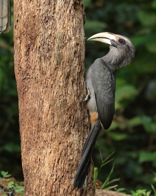 Dzioborożec szary - Ocyceros griseus - Malabar Grey-Hornbill