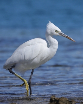 Egipt ptaki - Egipt birds