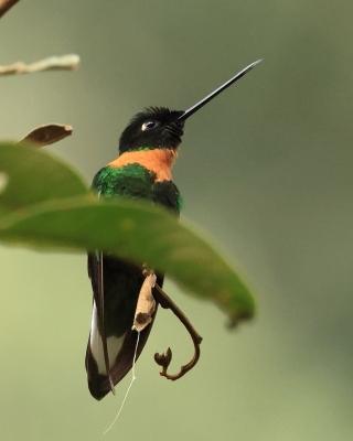 Elfik inkaski - Gould's Inca