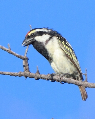 Głowaczek białolicy - Tricholaema leucomelas - Acacia Pied Barbet