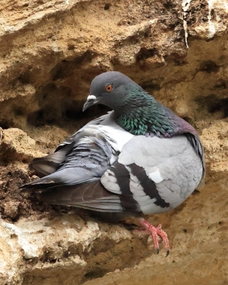 Gołąb skalny - Columba livia - Rock Pigeon