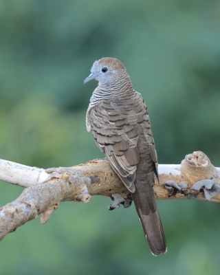 Gołąbek zebrowany - Zebra dove - Geopelia striata