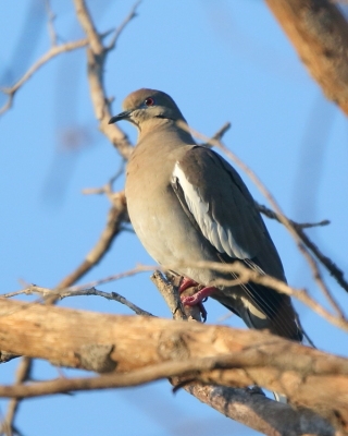 Gołębiak białoskrzydły - Zenaida asiatica - White-winged Dove