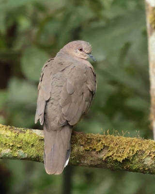 Gołębik białosterny - White-tipped Dove