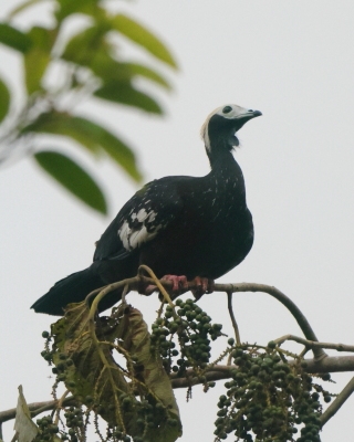 Grdacz modrogardły - Blue-throated Piping-Guan
