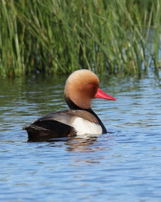 Hełmiatka - Netta rufina - Red-crested Pochard