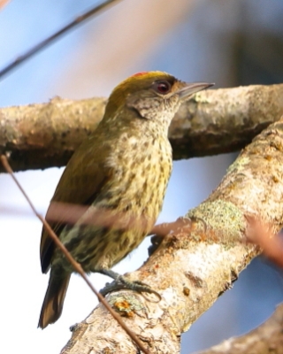 Hispaniolak - Nesoctites micromegas - Antillean Piculet