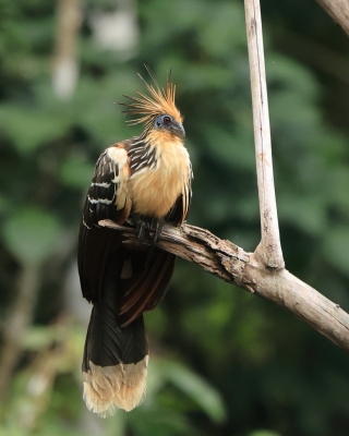Hoacyn - Opisthocomus hoazin - Hoatzin