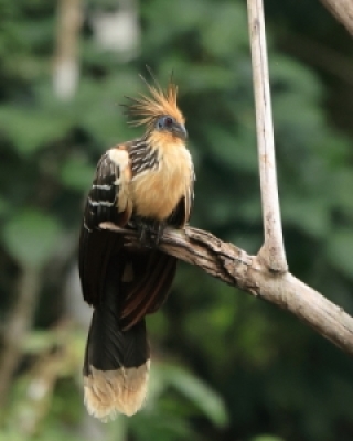 Opisthocomidae - hoacyny - Hoatzin