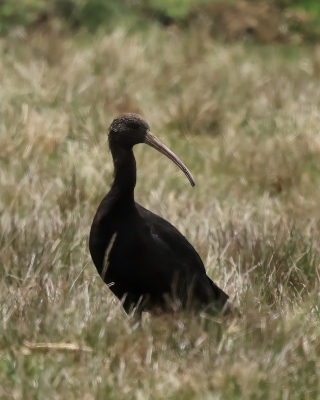 Ibis andyjski - Puna Ibis