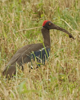Ibis czarny - Pseudibis papillosa - Red-naped Ibis