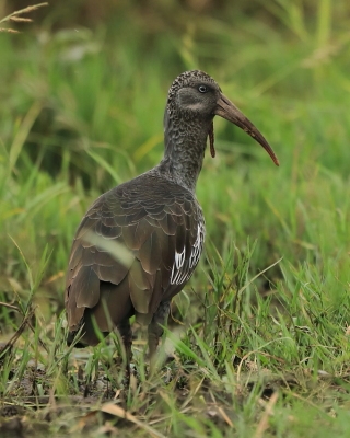 Ibis koralikowy - Bostrychia carunculata - Wattled Ibis