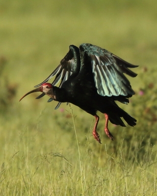 Ibis łysy - Geronticus calvus - Southern Bald Ibis