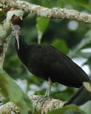 Ibis zielony - Mesembrinibis cayennensis - Green Ibis