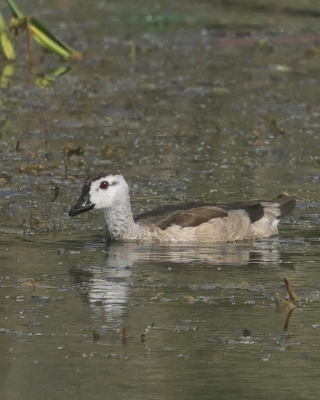 Kaczuszka azjatycka - Nettapus coromandelianus - Cotton Pygmy-goose