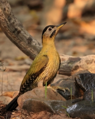 Kambodża ptaki - Cambodia birds