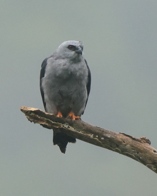 Kanialuk szary - Plumbeous Kite