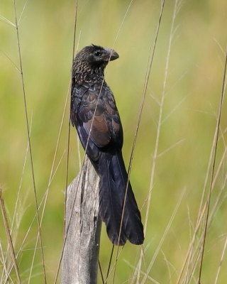 Kleszczojad gładkodzioby - Crotophaga ani - Smooth-billed Ani