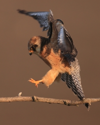 Kobczyk zwyczajny - Falco vespertinus - Red-footed Falcon