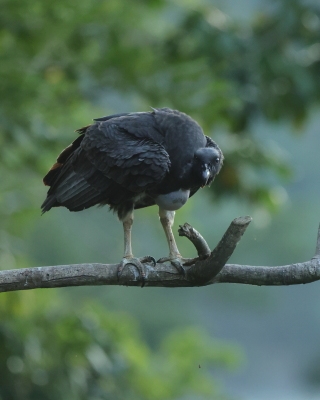 Kondor królewski - King Vulture