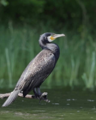 Kormorany - Cormorants