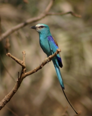 Kraska abisyńska - Coracias abyssinicus - Abyssinian Roller
