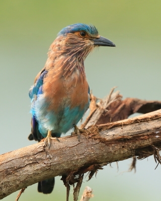 Kraska orientalna - Coracias benghalensis - Indian Roller