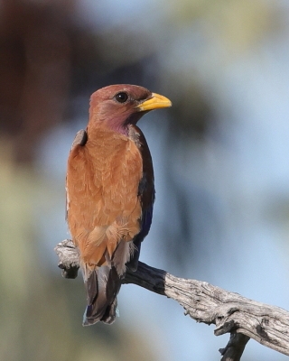 Kraskówka afrykańska - Eurystomus glaucurus - Broad-billed Roller