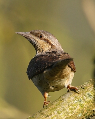 Krętogłów - Jynx torquilla - Eurasian Wryneck