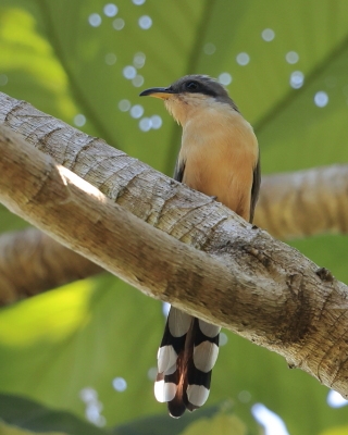Kukawik namorzynowy - Coccyzus minor - Mangrove Cuckoo