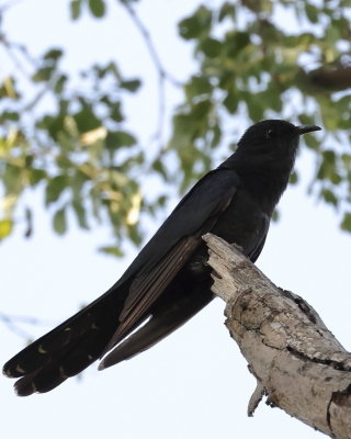 Kukułka czarna - Cuculus clamosus - Black Cuckoo