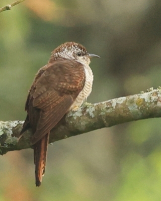 Kukułka jarzębata - Cacomantis sonneratii - Banded Bay Cuckoo