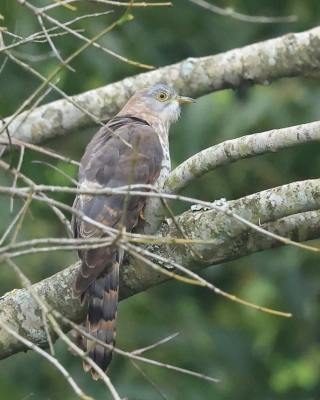 Kukułka rudopręga - Hierococcyx varius - Common Hawk-Cuckoo