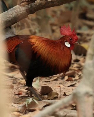 Kur bankiwa - Red Junglefowl - Gallus gallus