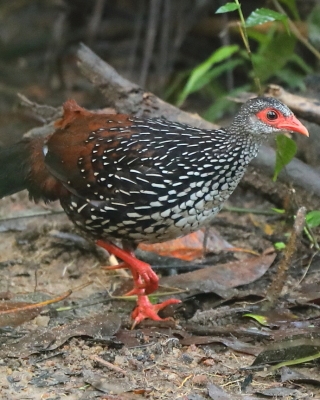 Kuropatwiak cejloński - Galloperdix bicalcarata - Sri Lanka Spurfowl