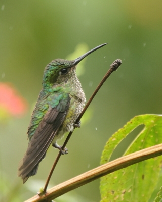 Kwiatowczyk - Many-spotted Hummingbird