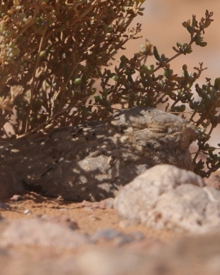 Lelek egipski - Caprimulgus aegyptius - Egyptian Nightjar