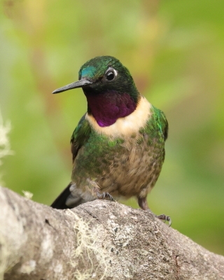 Lordzik purpurowogardły - Amethyst-throated Sunangel