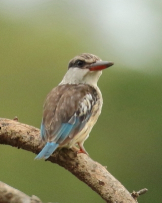 Łowiec kreskowany - Halcyon chelicuti - Striped Kingfisher