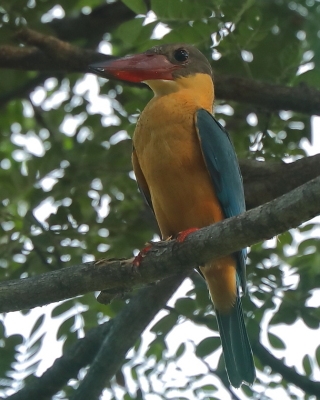 Łowiec niebieskoskrzydły - Pelargopsis capensis - Stork-billed Kingfisher